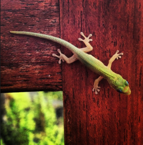 Gecko